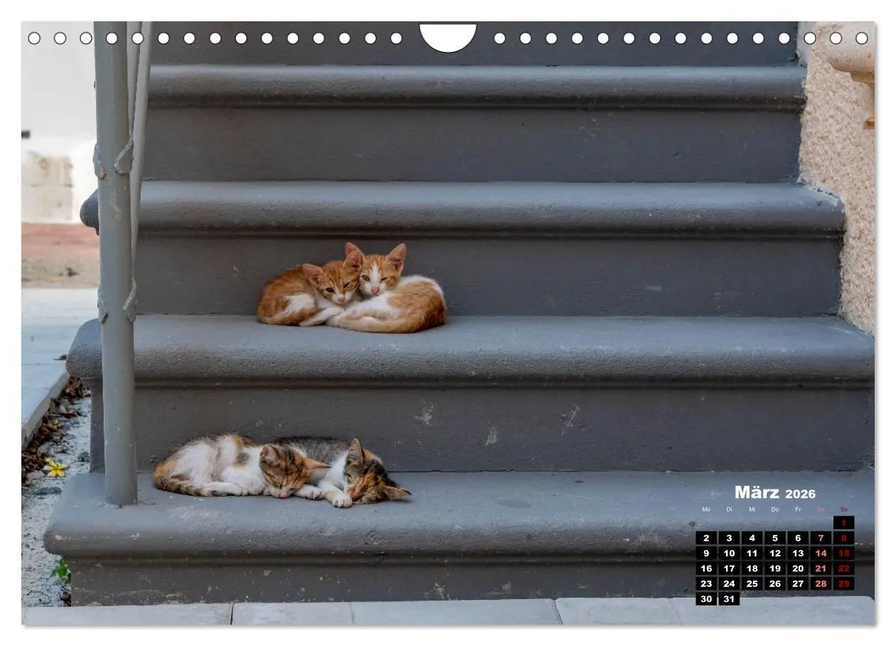 Bild: 9783516713046 | Katzen von Rhodos - Kleine Götter auf vier Pfoten (Wandkalender...