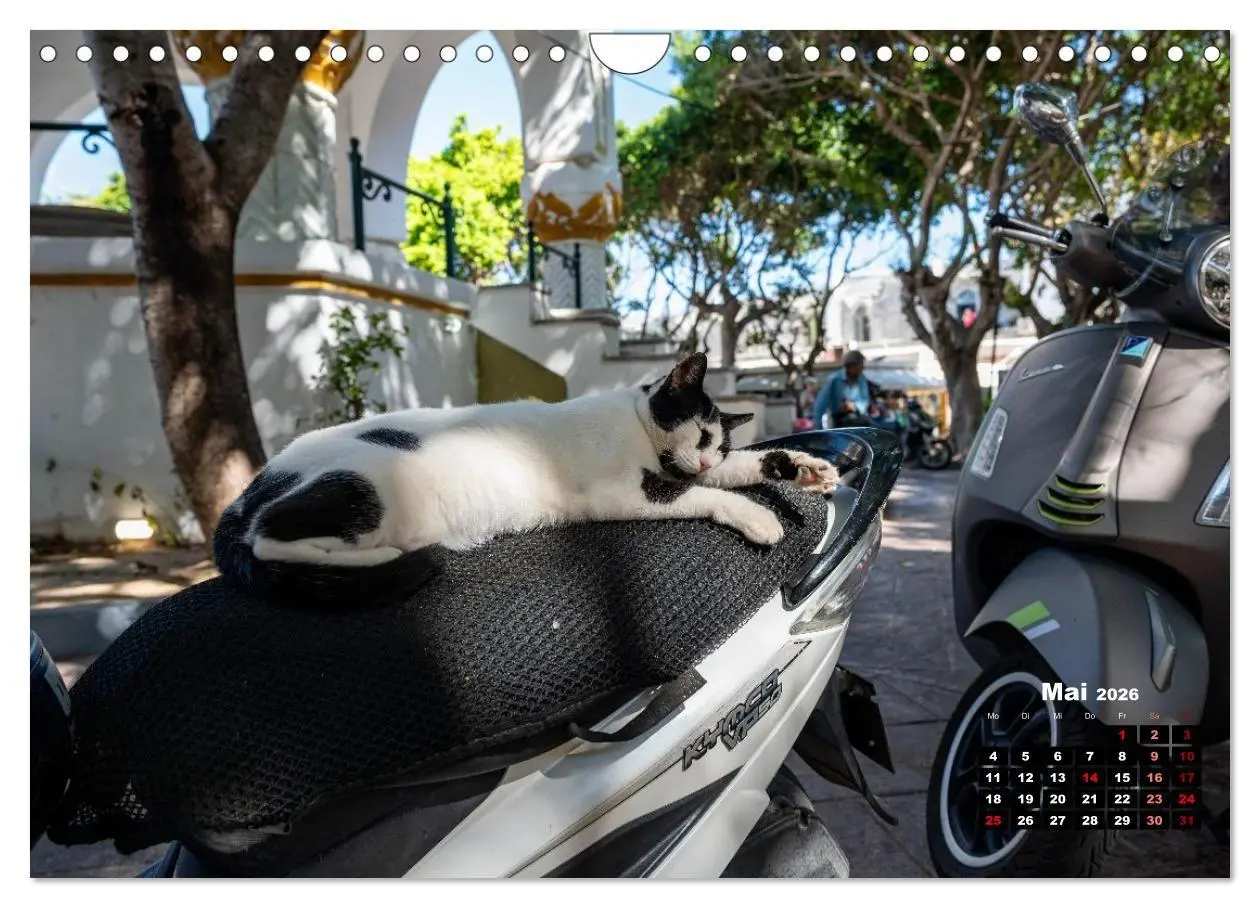 Bild: 9783516713046 | Katzen von Rhodos - Kleine Götter auf vier Pfoten (Wandkalender...