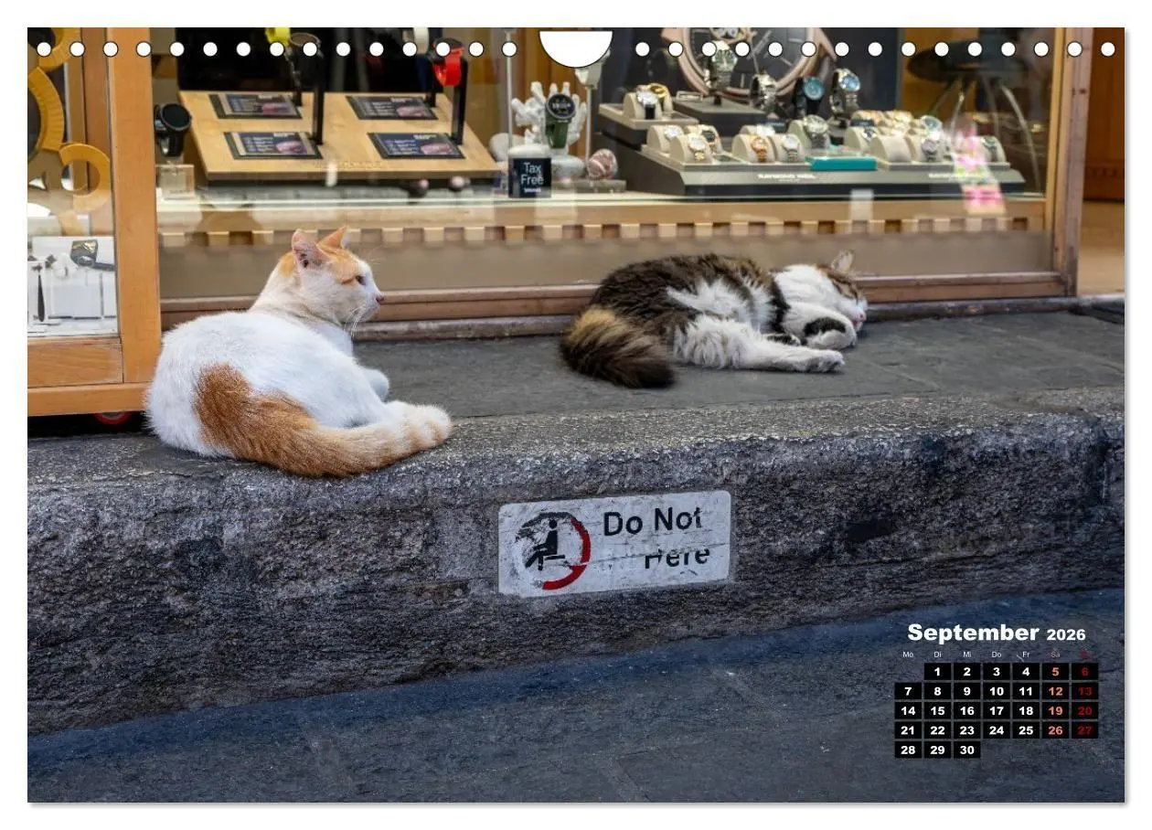 Bild: 9783516713046 | Katzen von Rhodos - Kleine Götter auf vier Pfoten (Wandkalender...