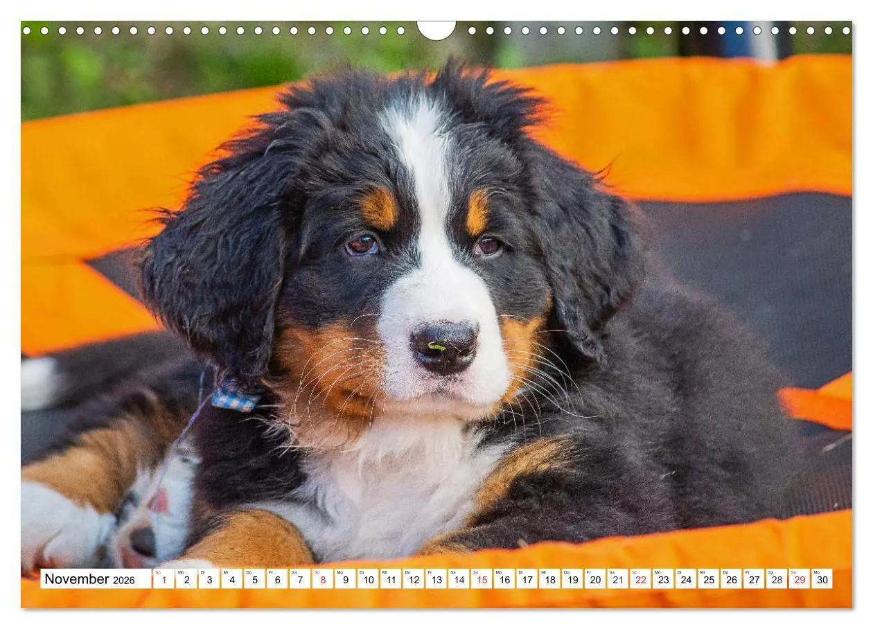 Bild: 9783457783146 | Kleine Herzen auf 4 Pfoten - Berner Sennenhunde (Wandkalender 2026...