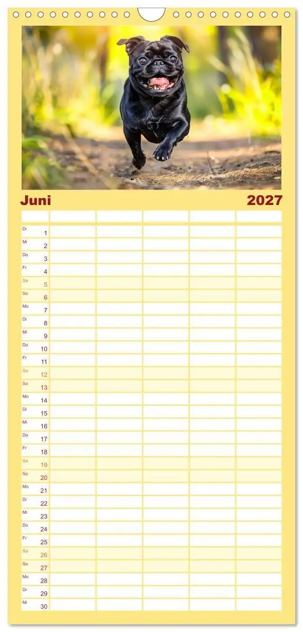 Bild: 9783594303146 | Familienplaner 2027 - Mops-Mania - Der Spaßkalender für Mops-Fans...