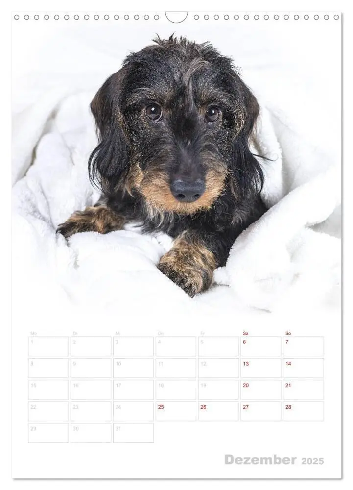 Bild: 9783435983346 | Der Dackel (M)ein treuer Weggefährte (Wandkalender 2025 DIN A3...