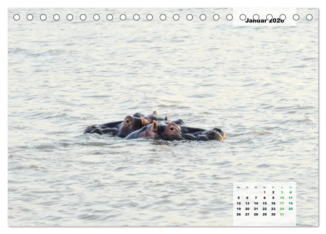 Bild: 9783457833346 | Nilpferde, Kolosse im Wasser (Tischkalender 2026 DIN A5 quer),...