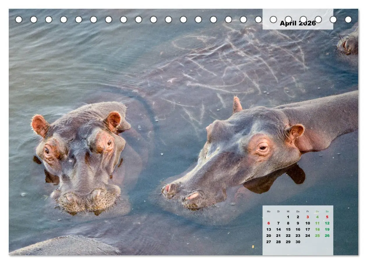 Bild: 9783457833346 | Nilpferde, Kolosse im Wasser (Tischkalender 2026 DIN A5 quer),...