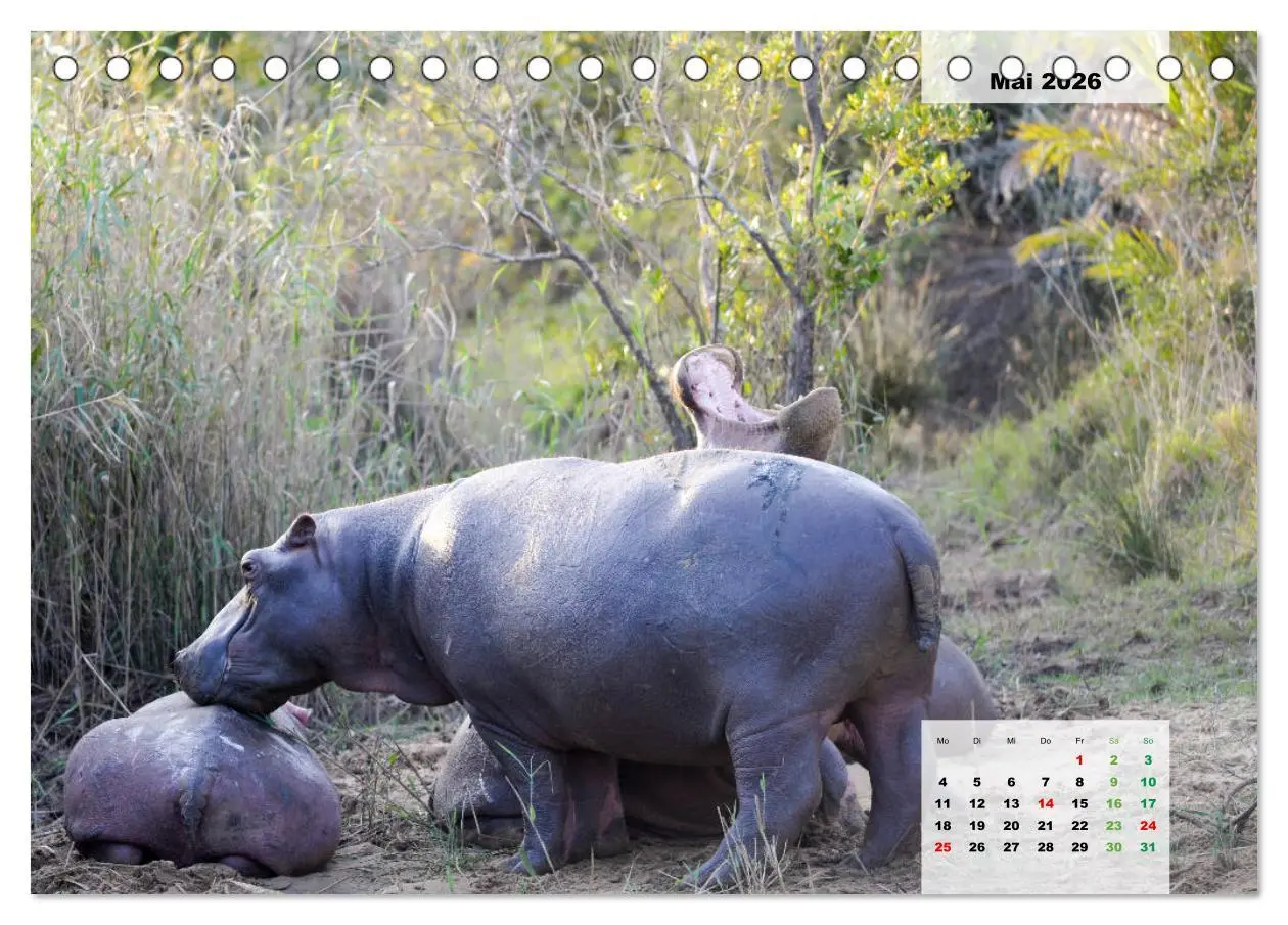 Bild: 9783457833346 | Nilpferde, Kolosse im Wasser (Tischkalender 2026 DIN A5 quer),...