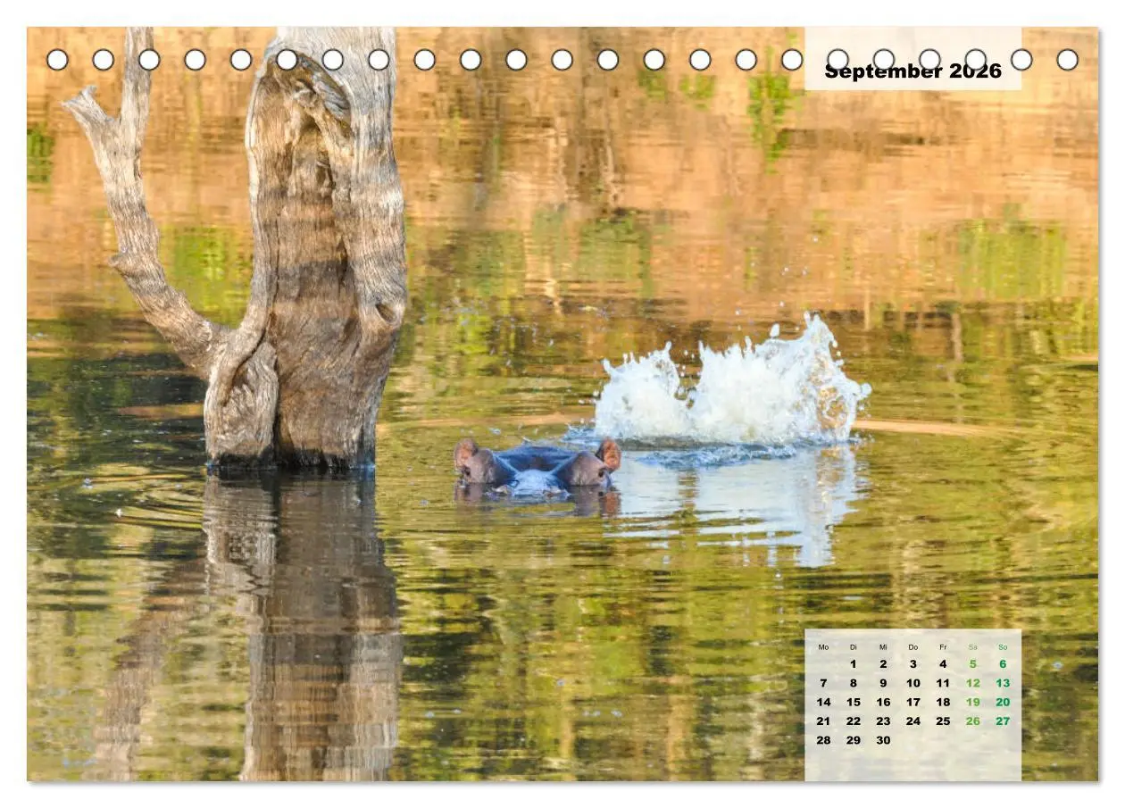 Bild: 9783457833346 | Nilpferde, Kolosse im Wasser (Tischkalender 2026 DIN A5 quer),...