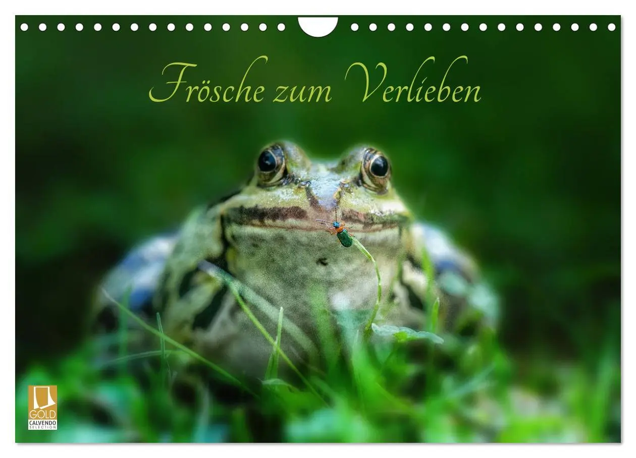 Cover: 9783457903346 | Frösche zum Verlieben (Wandkalender 2026 DIN A4 quer), CALVENDO...