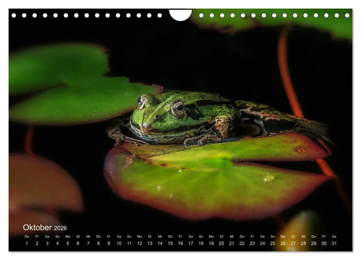 Bild: 9783457903346 | Frösche zum Verlieben (Wandkalender 2026 DIN A4 quer), CALVENDO...