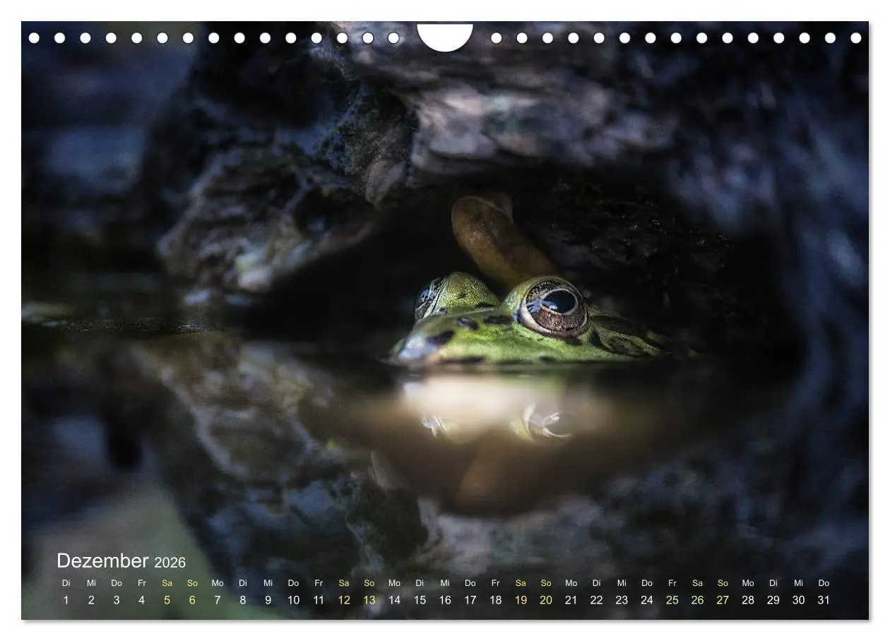 Bild: 9783457903346 | Frösche zum Verlieben (Wandkalender 2026 DIN A4 quer), CALVENDO...