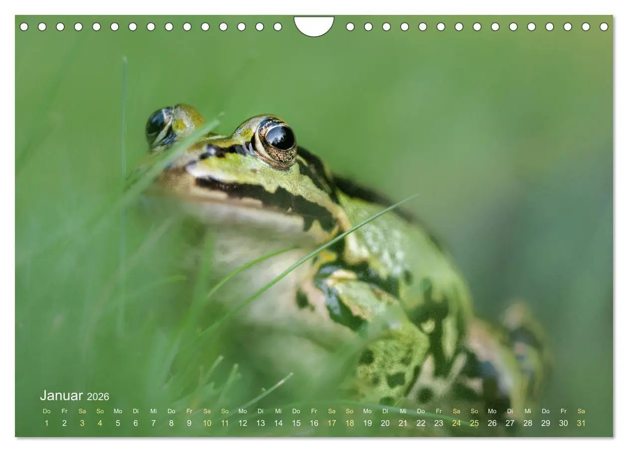 Bild: 9783457903346 | Frösche zum Verlieben (Wandkalender 2026 DIN A4 quer), CALVENDO...