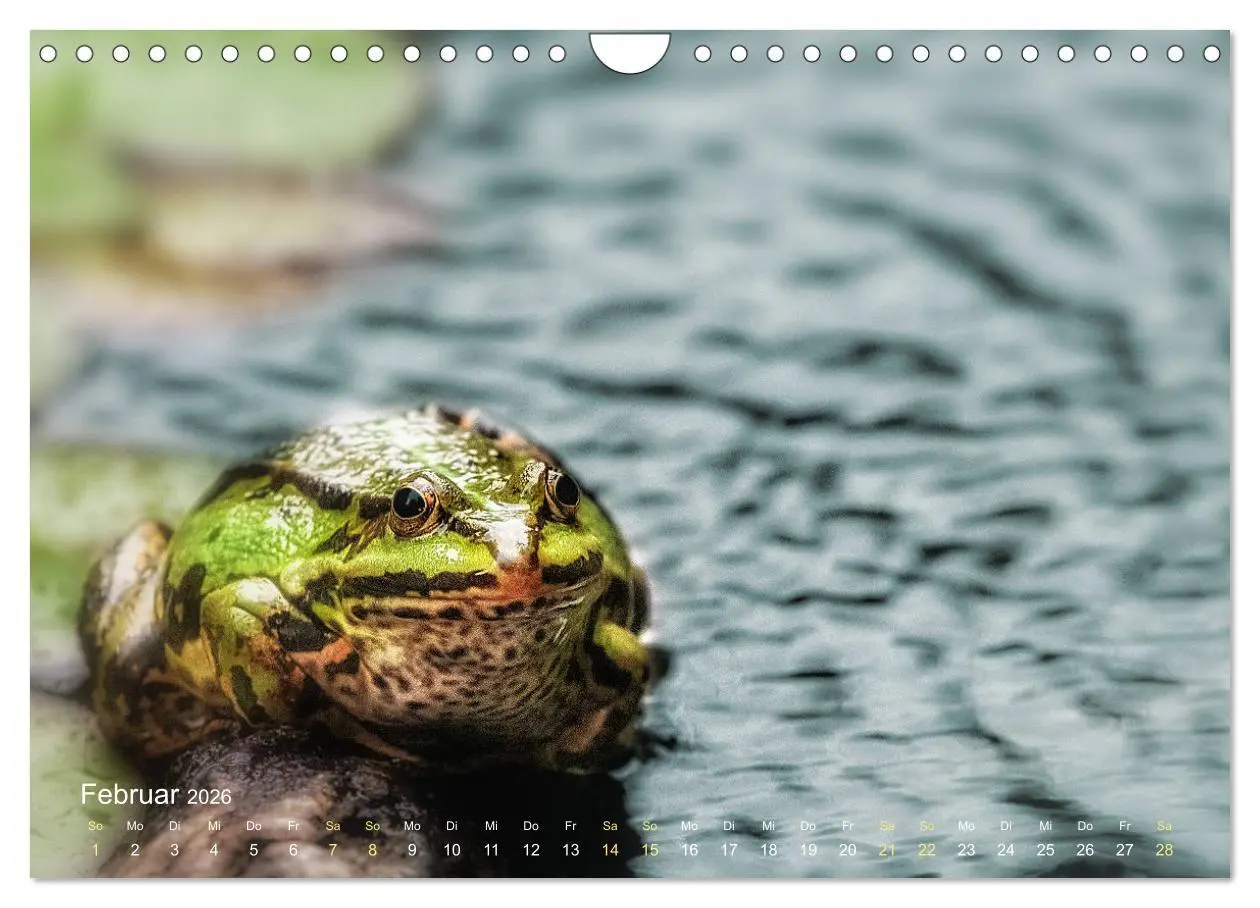 Bild: 9783457903346 | Frösche zum Verlieben (Wandkalender 2026 DIN A4 quer), CALVENDO...
