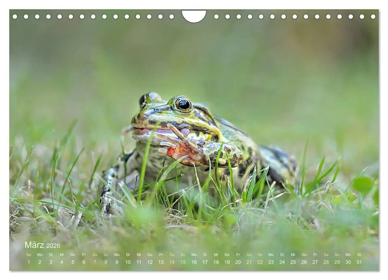 Bild: 9783457903346 | Frösche zum Verlieben (Wandkalender 2026 DIN A4 quer), CALVENDO...
