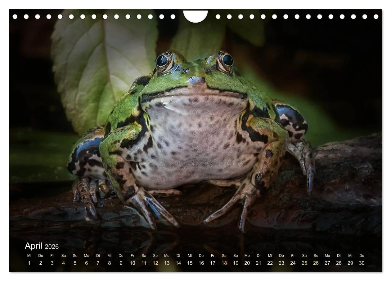 Bild: 9783457903346 | Frösche zum Verlieben (Wandkalender 2026 DIN A4 quer), CALVENDO...