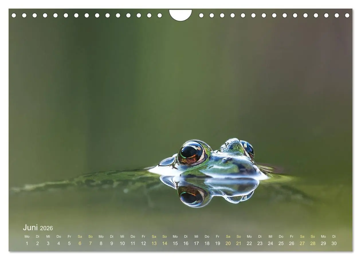 Bild: 9783457903346 | Frösche zum Verlieben (Wandkalender 2026 DIN A4 quer), CALVENDO...