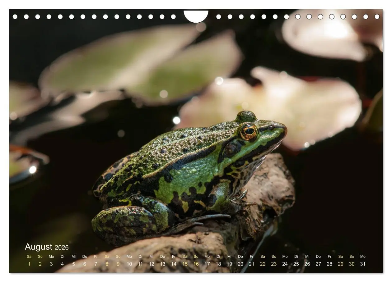 Bild: 9783457903346 | Frösche zum Verlieben (Wandkalender 2026 DIN A4 quer), CALVENDO...