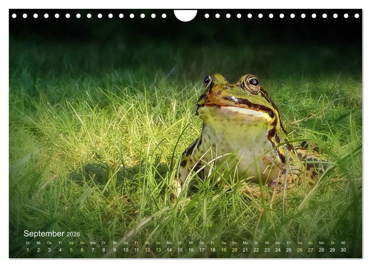 Bild: 9783457903346 | Frösche zum Verlieben (Wandkalender 2026 DIN A4 quer), CALVENDO...