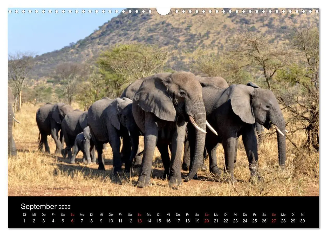 Bild: 9783516163346 | Afrika (Wandkalender 2026 DIN A3 quer), CALVENDO Monatskalender | Ch