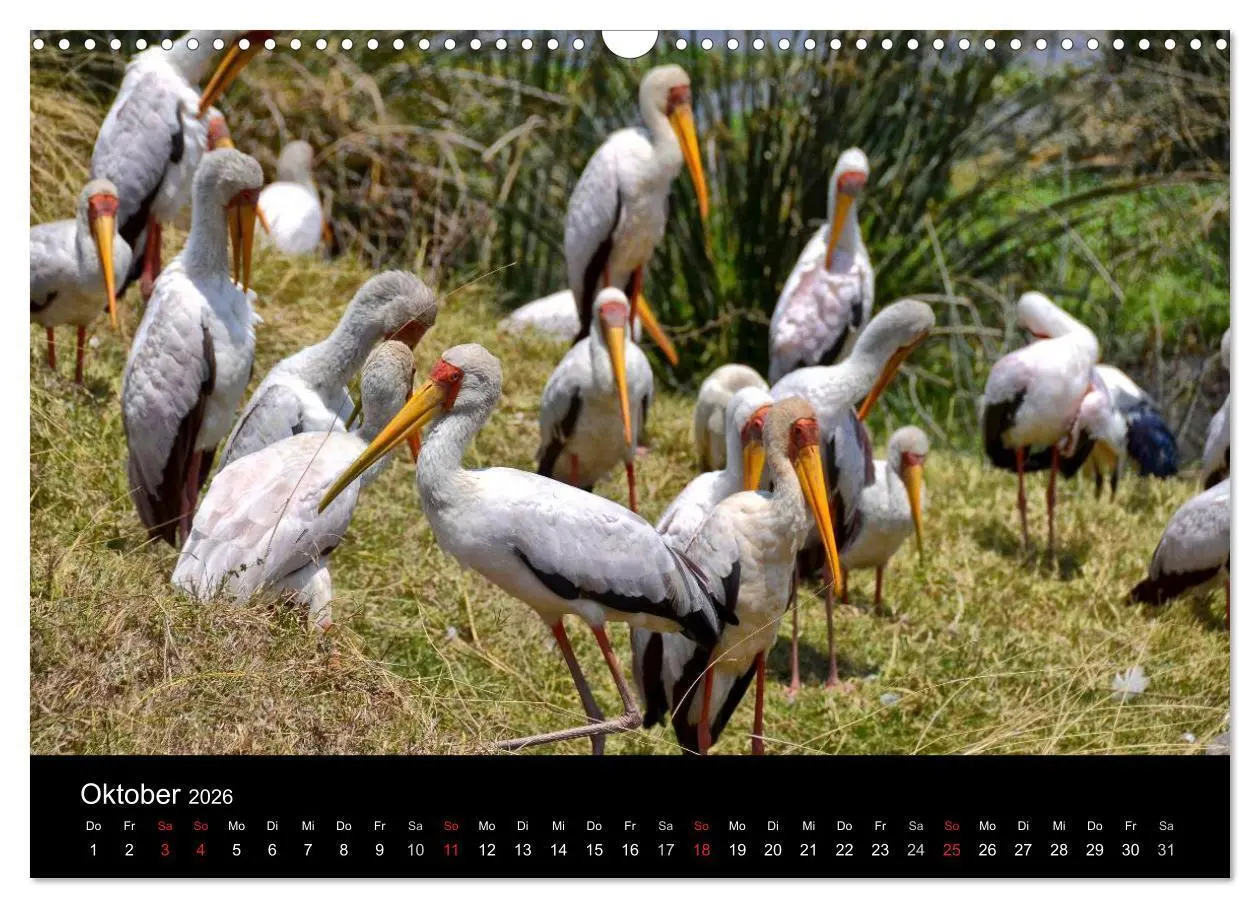 Bild: 9783516163346 | Afrika (Wandkalender 2026 DIN A3 quer), CALVENDO Monatskalender | Ch