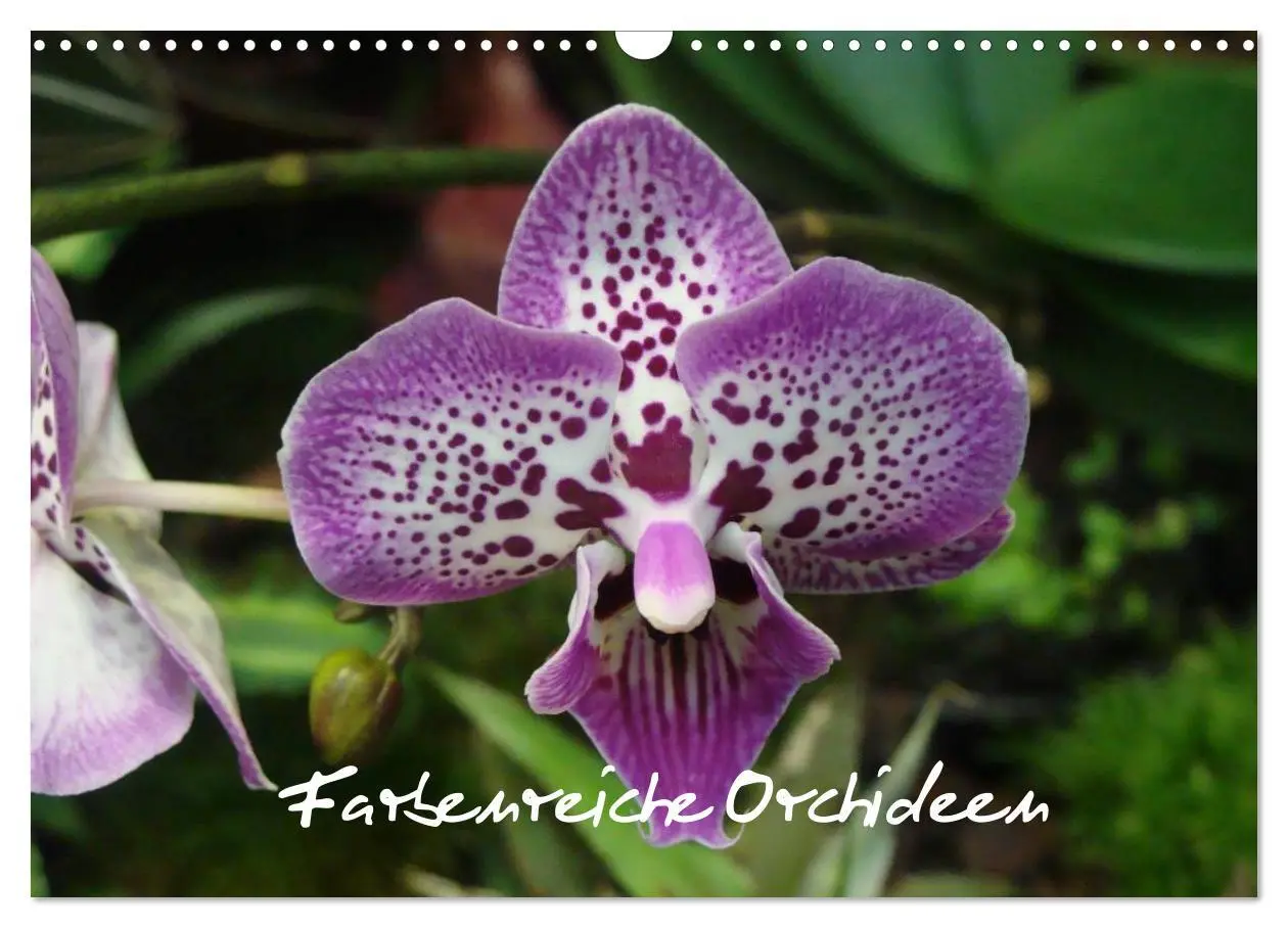 Cover: 9783516203646 | Farbenreiche Orchideen (Wandkalender 2026 DIN A3 quer), CALVENDO...