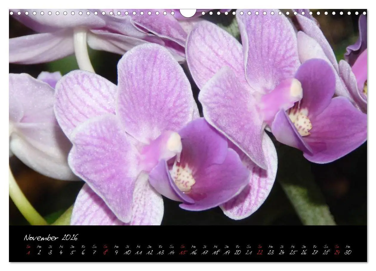 Bild: 9783516203646 | Farbenreiche Orchideen (Wandkalender 2026 DIN A3 quer), CALVENDO...