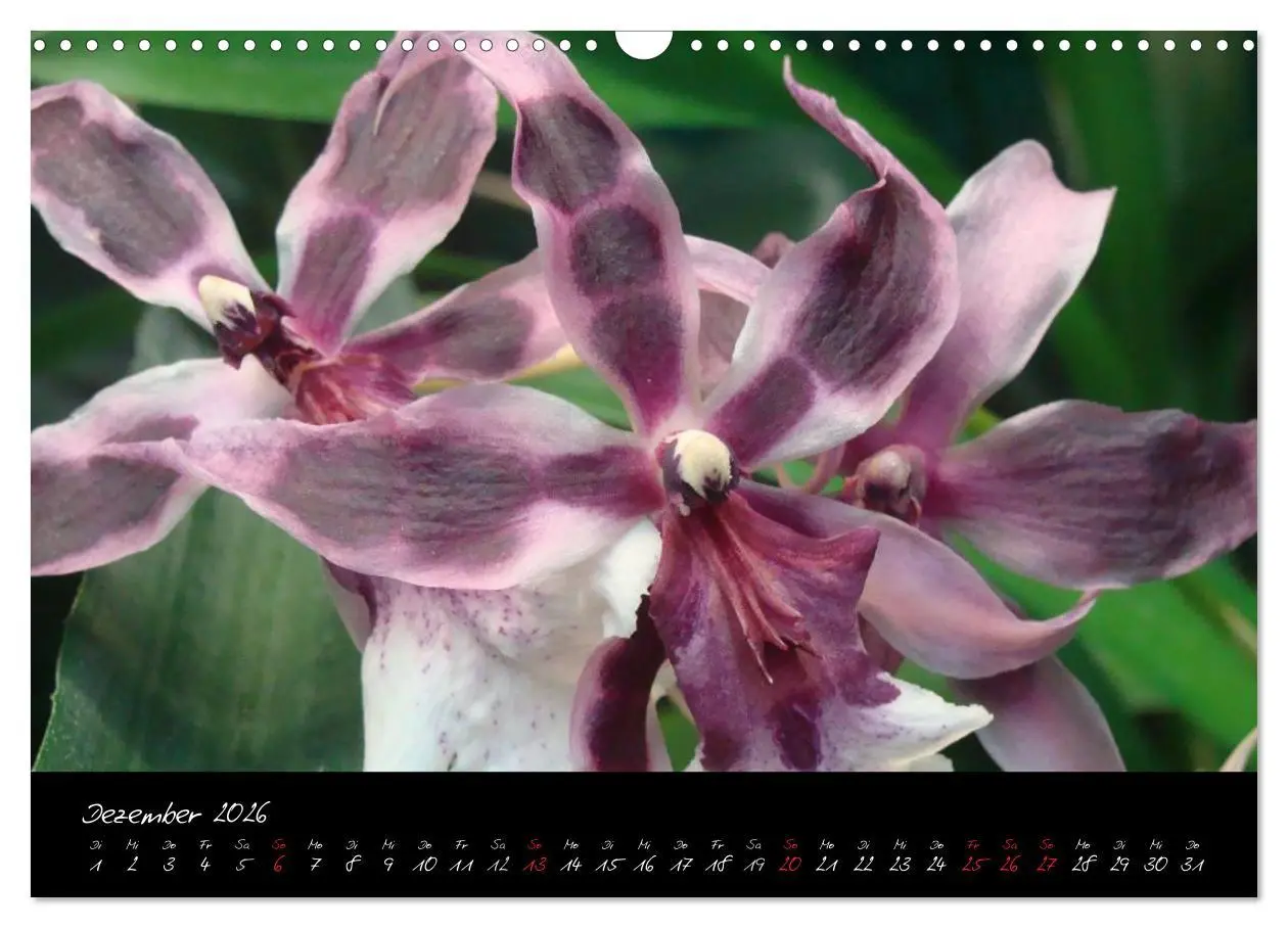 Bild: 9783516203646 | Farbenreiche Orchideen (Wandkalender 2026 DIN A3 quer), CALVENDO...