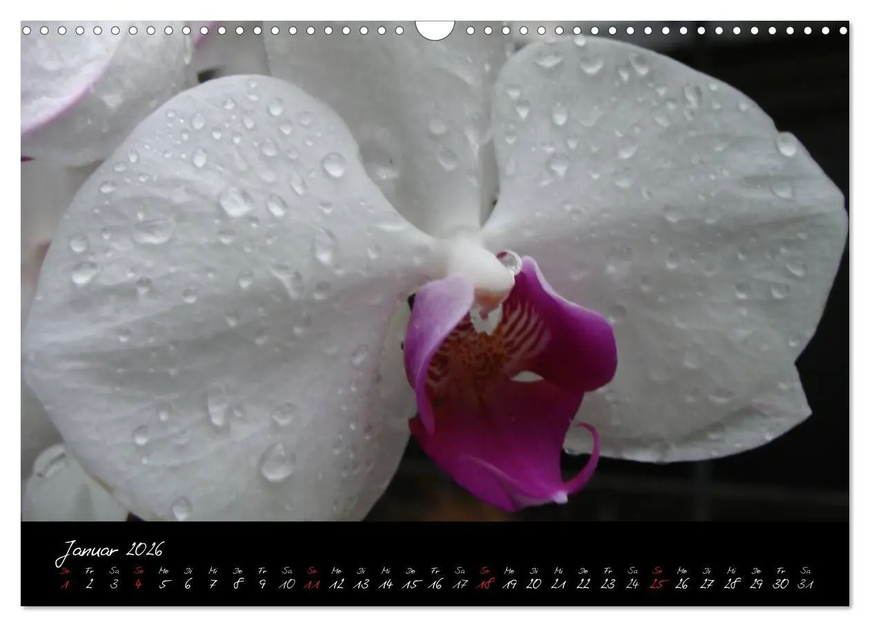 Bild: 9783516203646 | Farbenreiche Orchideen (Wandkalender 2026 DIN A3 quer), CALVENDO...