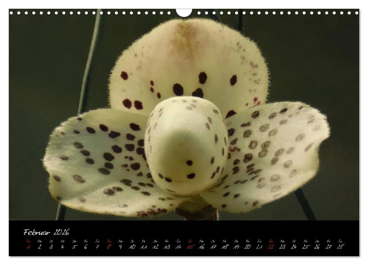 Bild: 9783516203646 | Farbenreiche Orchideen (Wandkalender 2026 DIN A3 quer), CALVENDO...