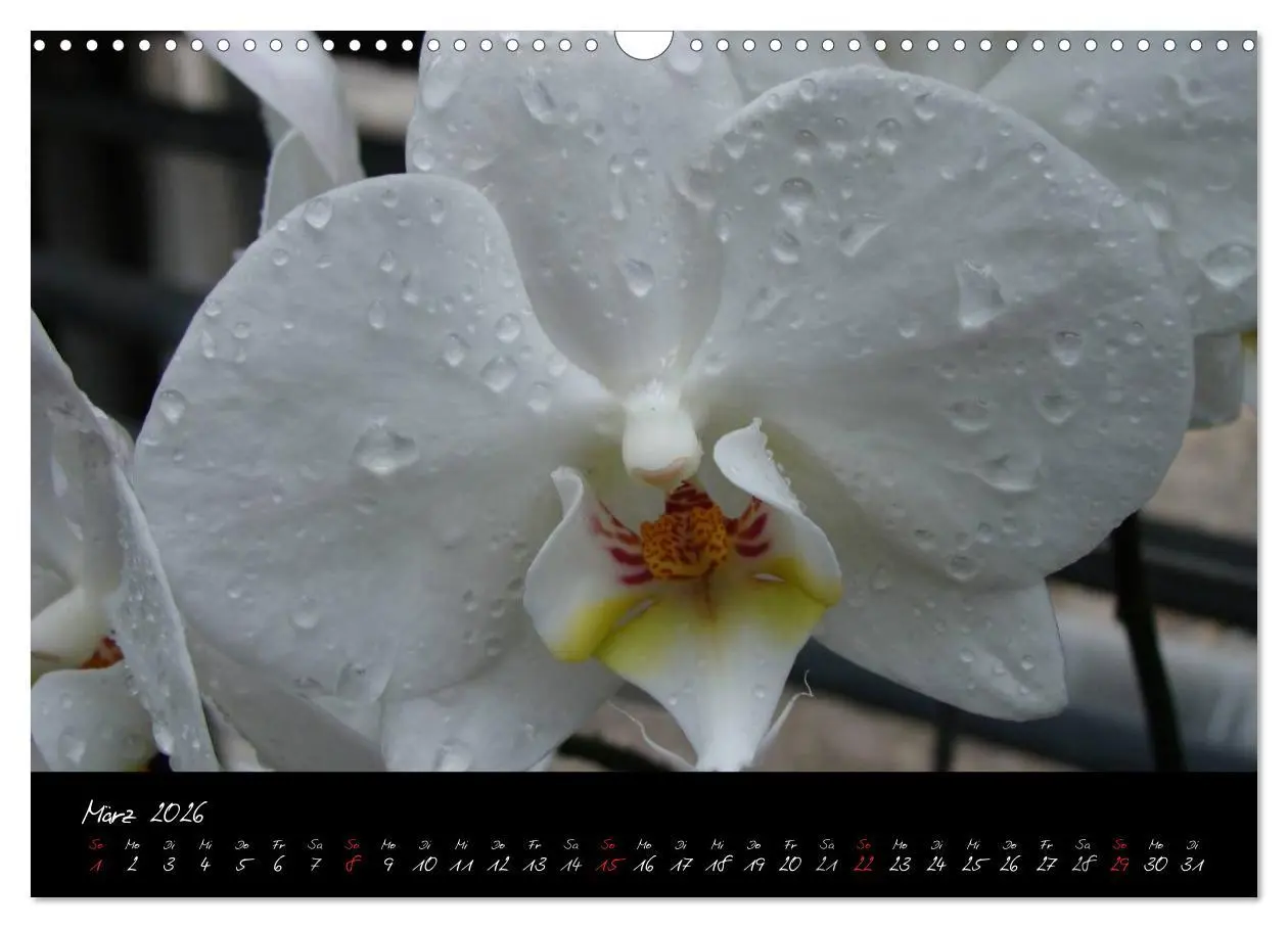 Bild: 9783516203646 | Farbenreiche Orchideen (Wandkalender 2026 DIN A3 quer), CALVENDO...