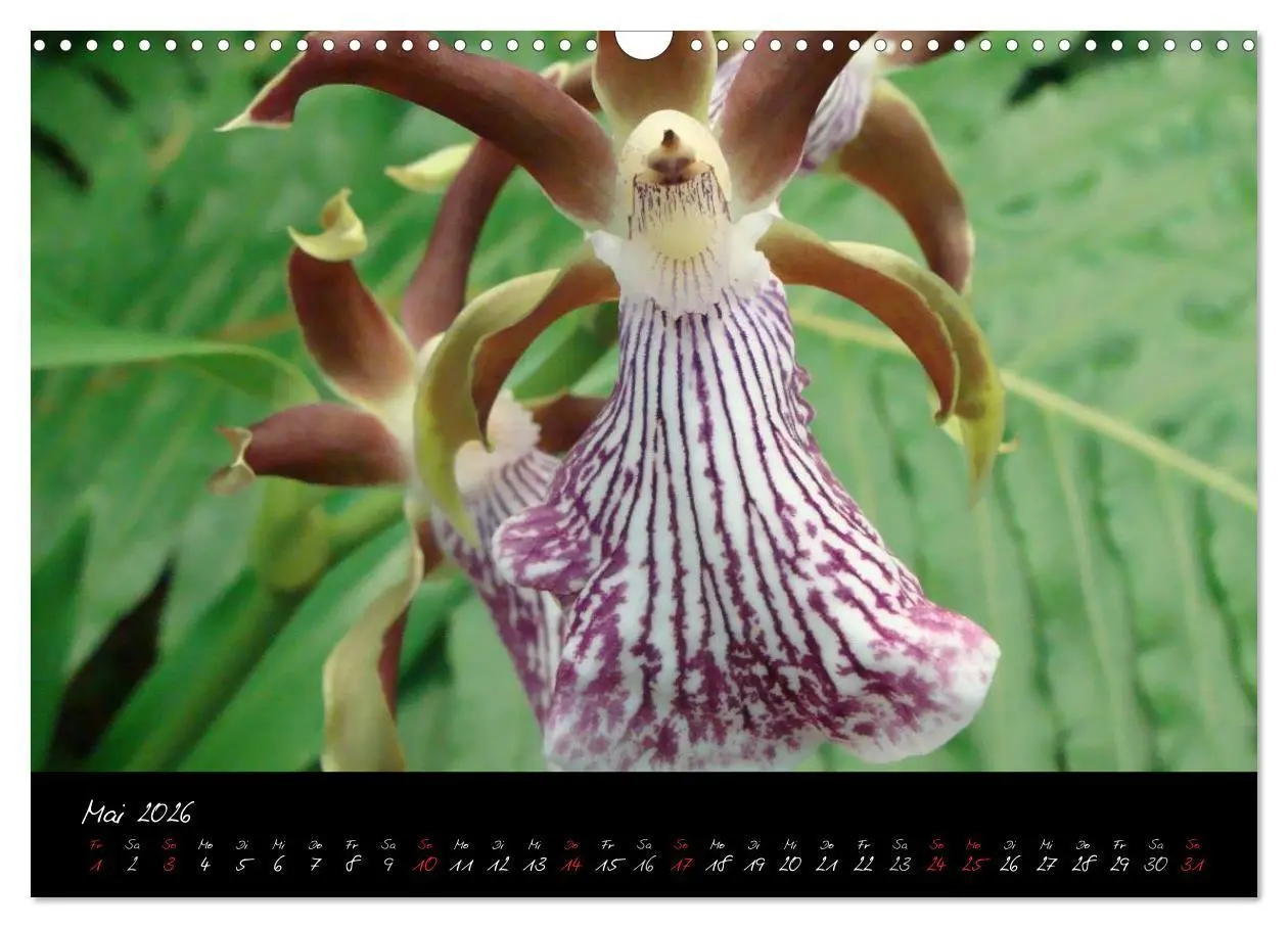 Bild: 9783516203646 | Farbenreiche Orchideen (Wandkalender 2026 DIN A3 quer), CALVENDO...