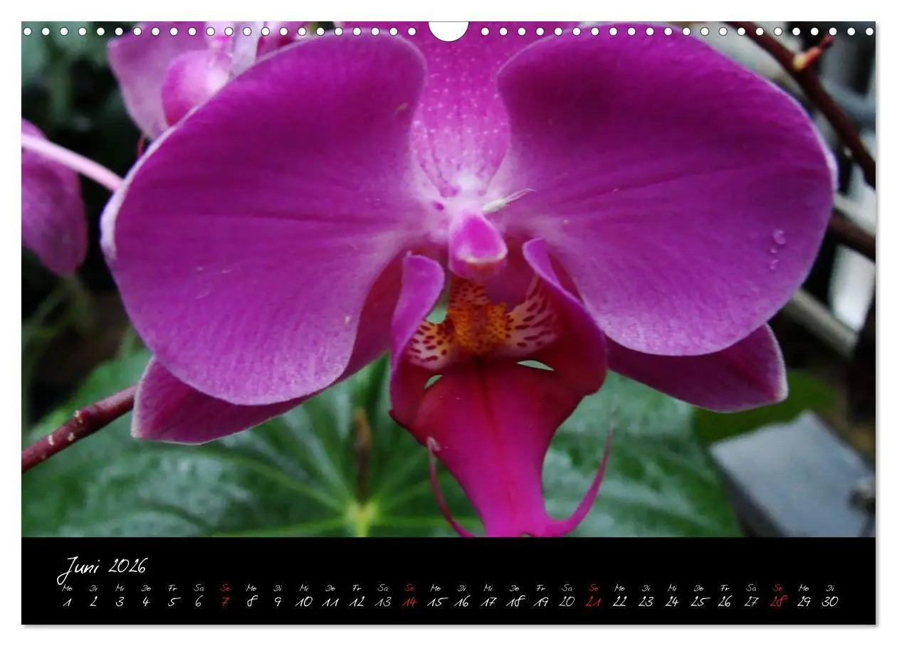 Bild: 9783516203646 | Farbenreiche Orchideen (Wandkalender 2026 DIN A3 quer), CALVENDO...