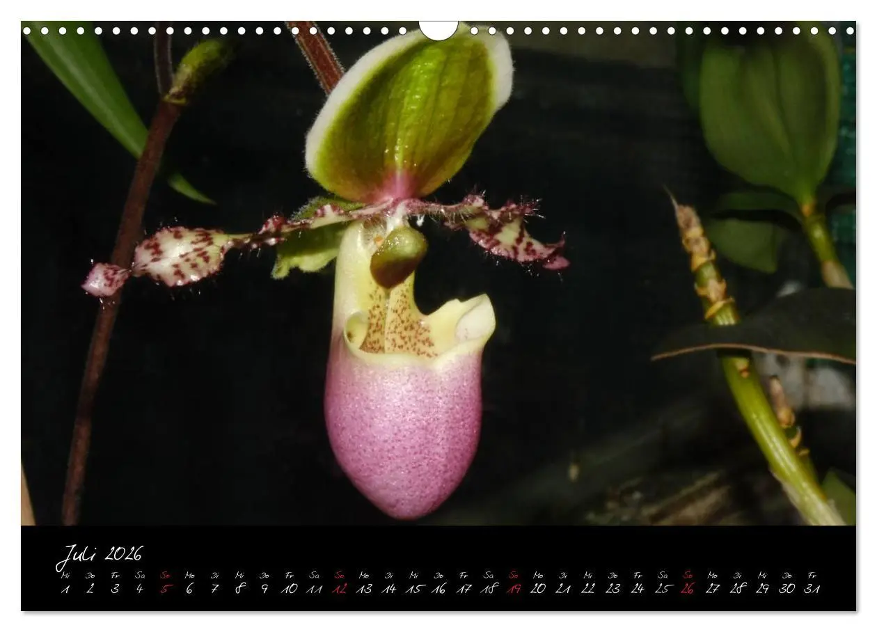 Bild: 9783516203646 | Farbenreiche Orchideen (Wandkalender 2026 DIN A3 quer), CALVENDO...
