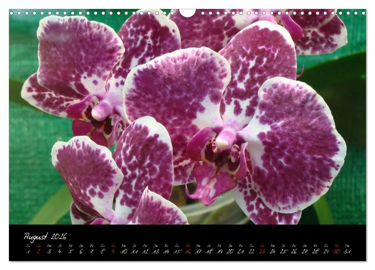 Bild: 9783516203646 | Farbenreiche Orchideen (Wandkalender 2026 DIN A3 quer), CALVENDO...