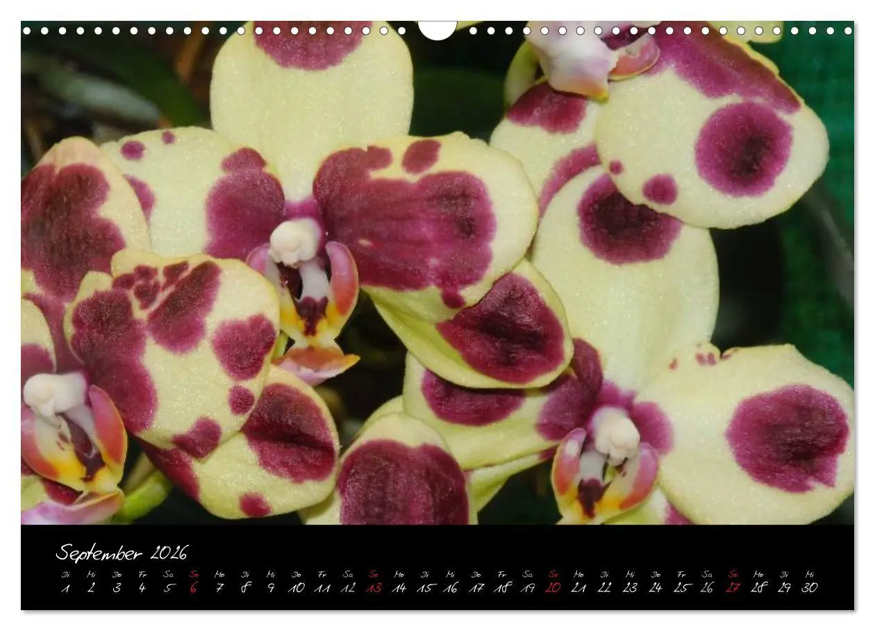 Bild: 9783516203646 | Farbenreiche Orchideen (Wandkalender 2026 DIN A3 quer), CALVENDO...