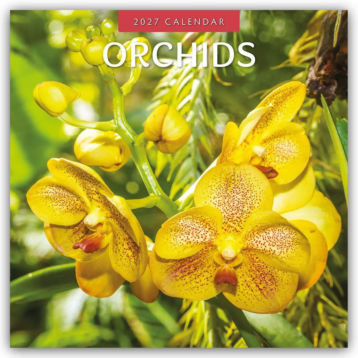 Cover: 9781837013746 | Orchids - Orchideen 2027 - 16-Monatskalender | Robin Red | Kalender