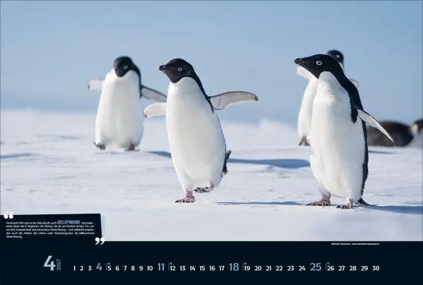 Bild: 9783819303746 | Expedition Antarktis 2027 | Verlag Korsch | Kalender | 14 S. | Deutsch