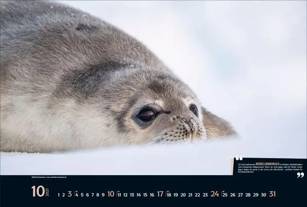 Bild: 9783819303746 | Expedition Antarktis 2027 | Verlag Korsch | Kalender | 14 S. | Deutsch