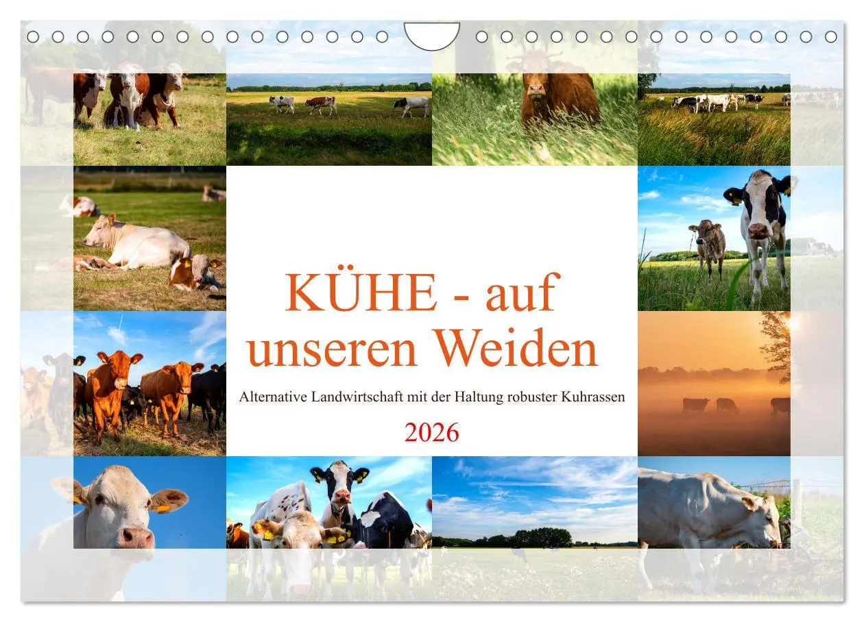 Cover: 9783457573846 | Kühe - auf unseren Weiden (Wandkalender 2026 DIN A4 quer), CALVENDO...