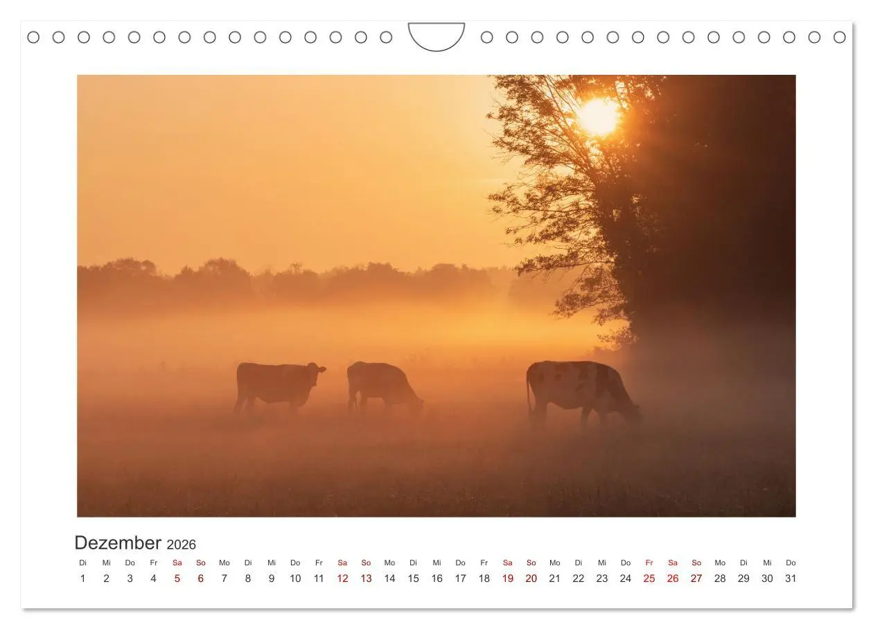 Bild: 9783457573846 | Kühe - auf unseren Weiden (Wandkalender 2026 DIN A4 quer), CALVENDO...