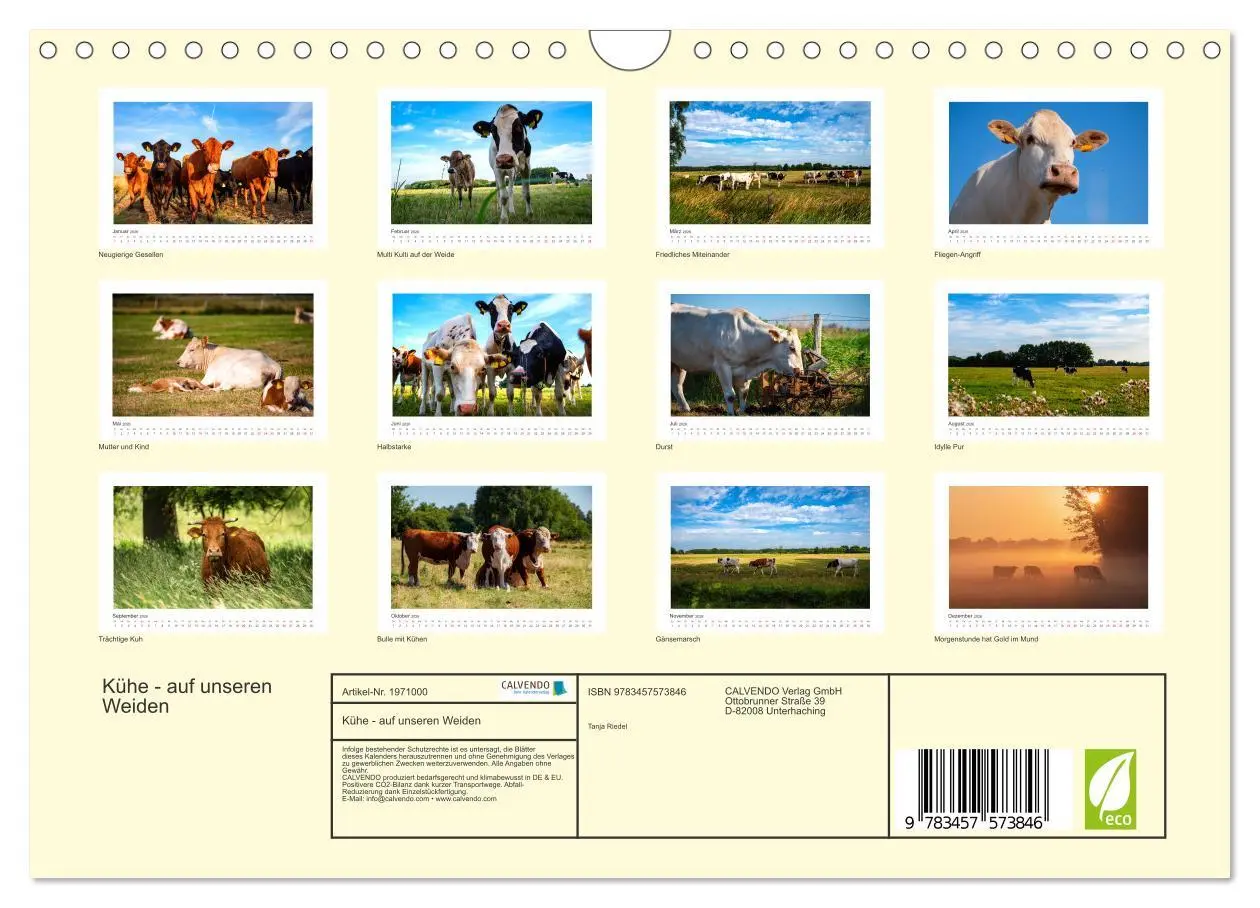 Bild: 9783457573846 | Kühe - auf unseren Weiden (Wandkalender 2026 DIN A4 quer), CALVENDO...