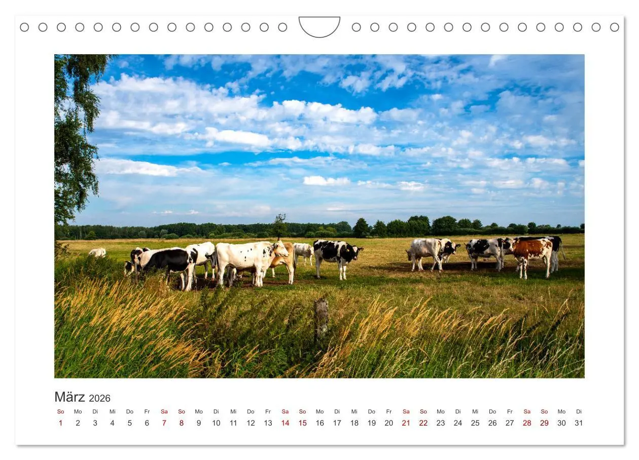 Bild: 9783457573846 | Kühe - auf unseren Weiden (Wandkalender 2026 DIN A4 quer), CALVENDO...