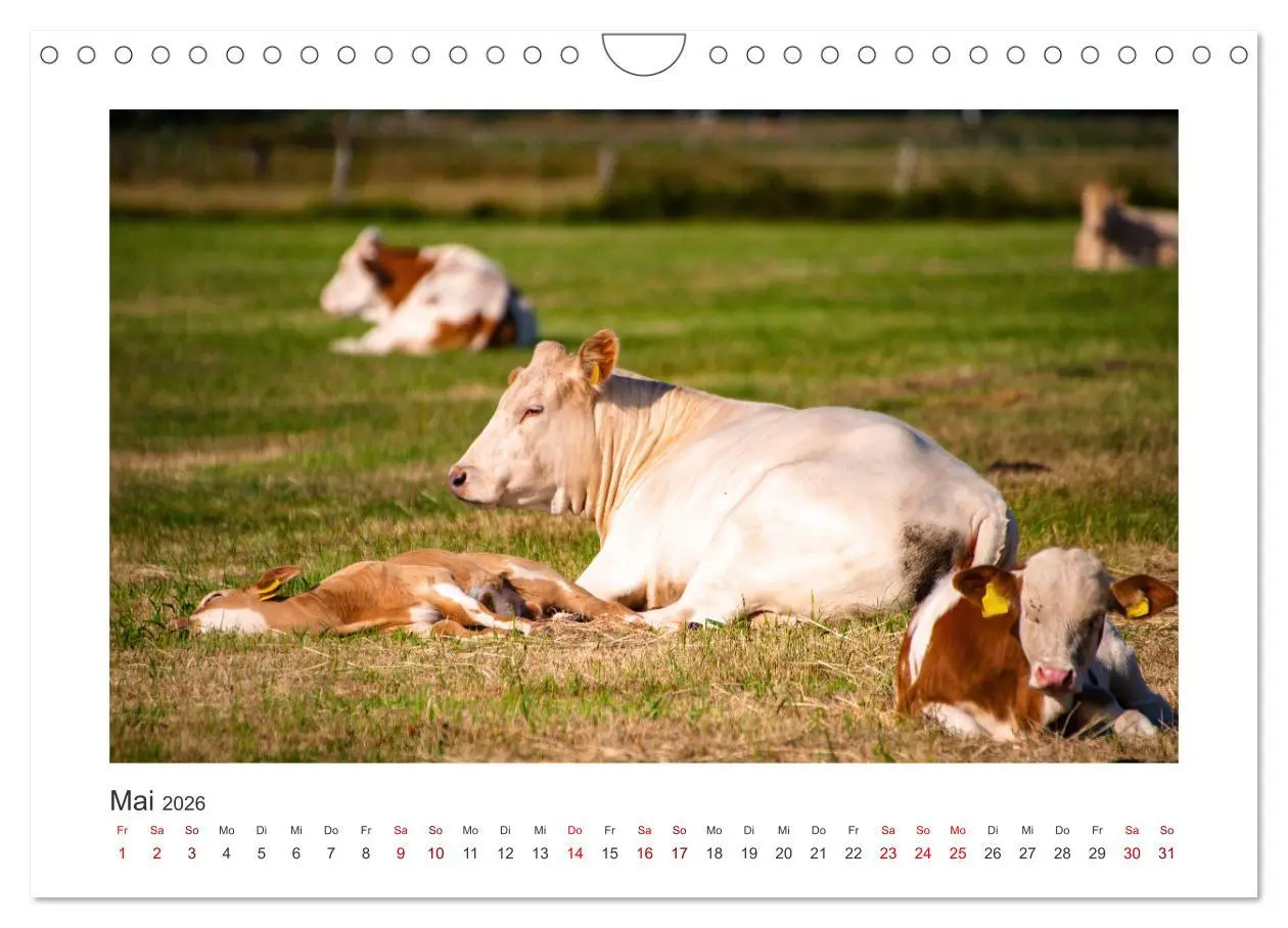 Bild: 9783457573846 | Kühe - auf unseren Weiden (Wandkalender 2026 DIN A4 quer), CALVENDO...