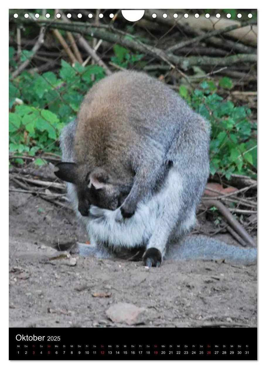 Bild: 9783457074046 | Zootiere (Wandkalender 2025 DIN A4 hoch), CALVENDO Monatskalender