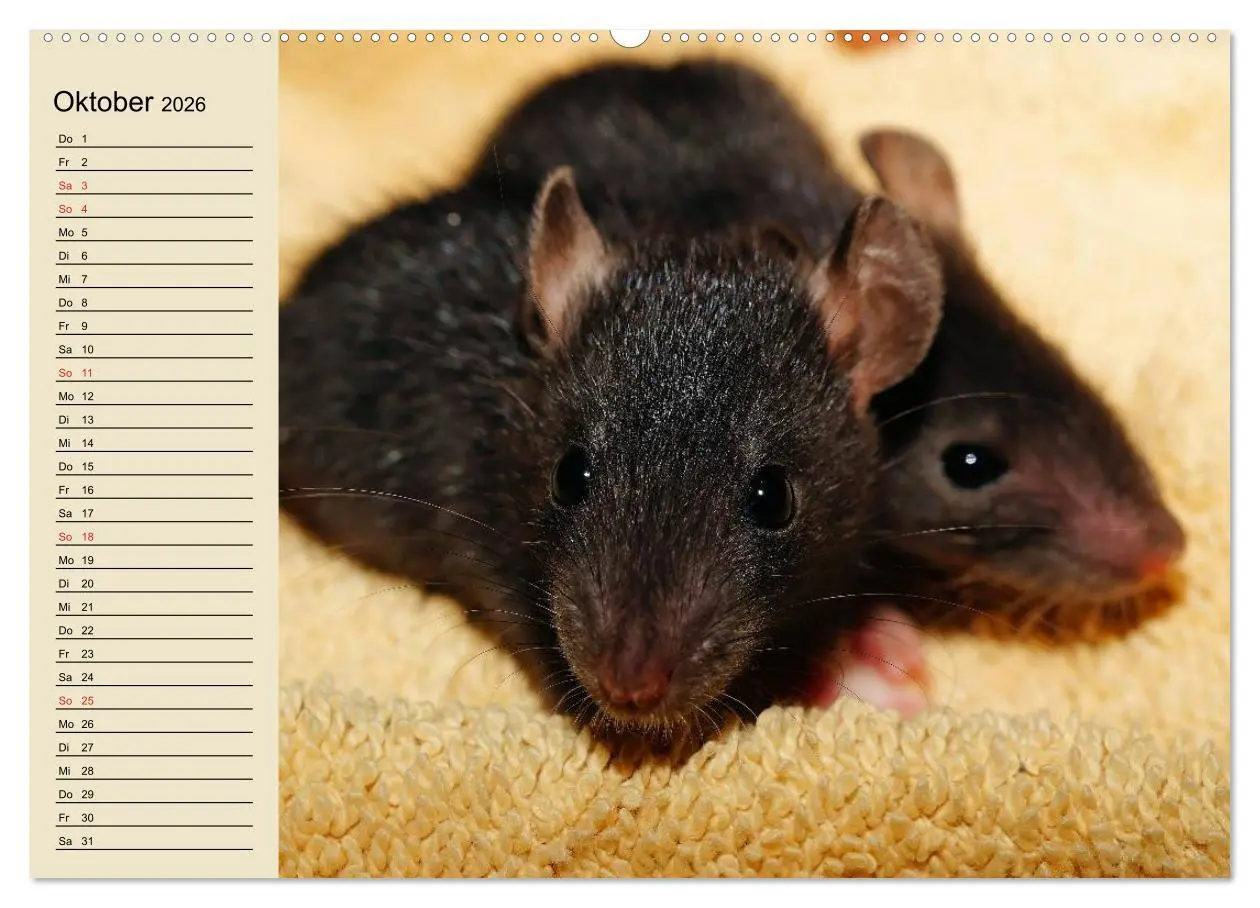 Bild: 9783457994146 | Ratten. Gelehrige Haustiere (hochwertiger Premium Wandkalender 2026...
