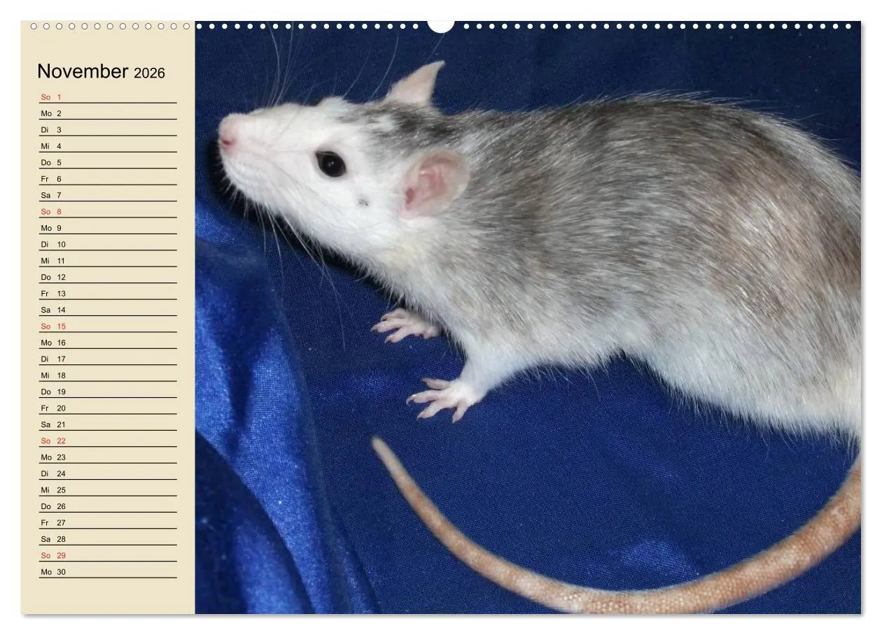Bild: 9783457994146 | Ratten. Gelehrige Haustiere (hochwertiger Premium Wandkalender 2026...