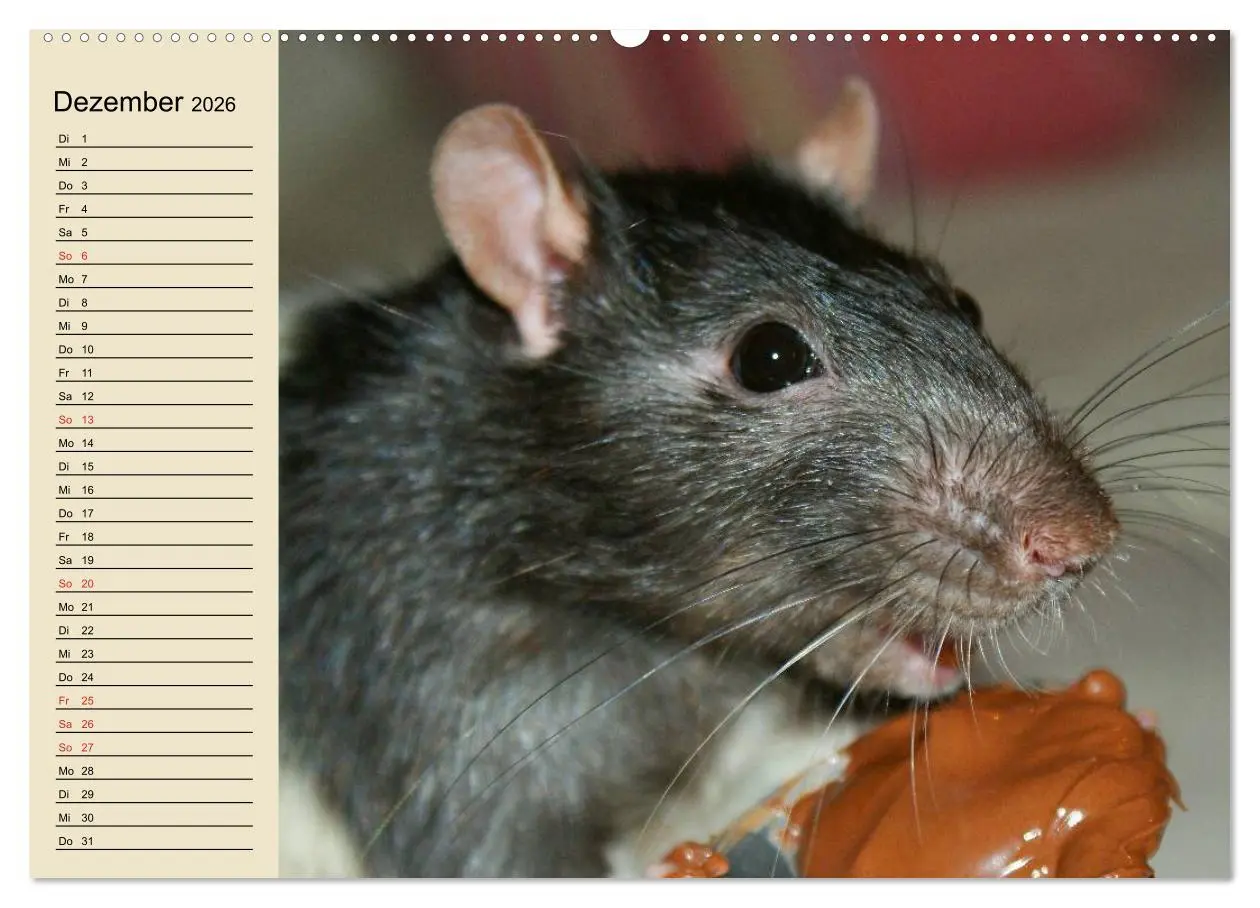 Bild: 9783457994146 | Ratten. Gelehrige Haustiere (hochwertiger Premium Wandkalender 2026...
