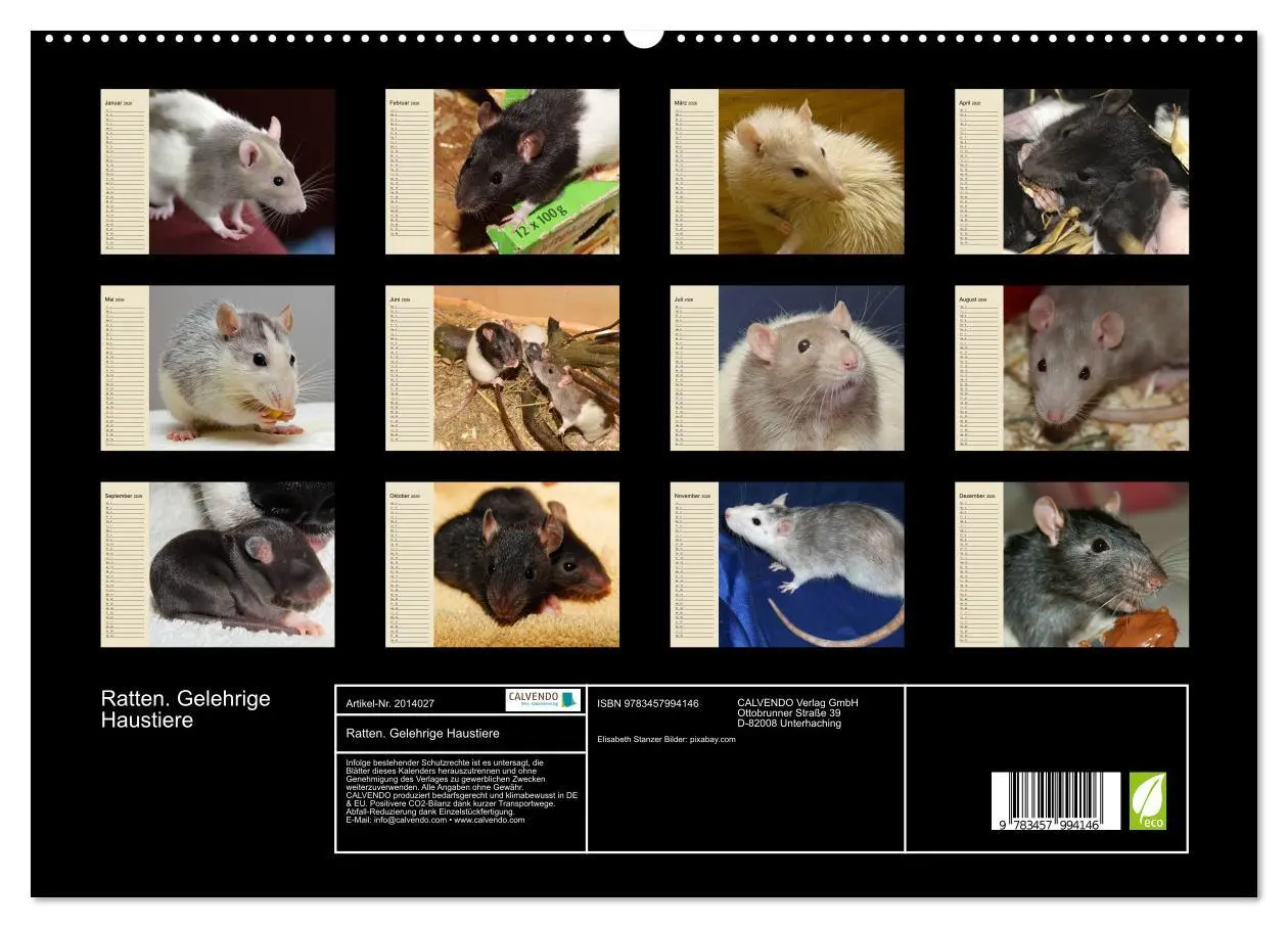 Bild: 9783457994146 | Ratten. Gelehrige Haustiere (hochwertiger Premium Wandkalender 2026...