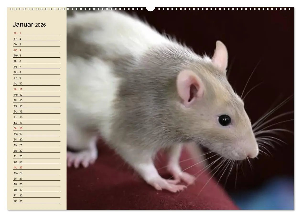 Bild: 9783457994146 | Ratten. Gelehrige Haustiere (hochwertiger Premium Wandkalender 2026...