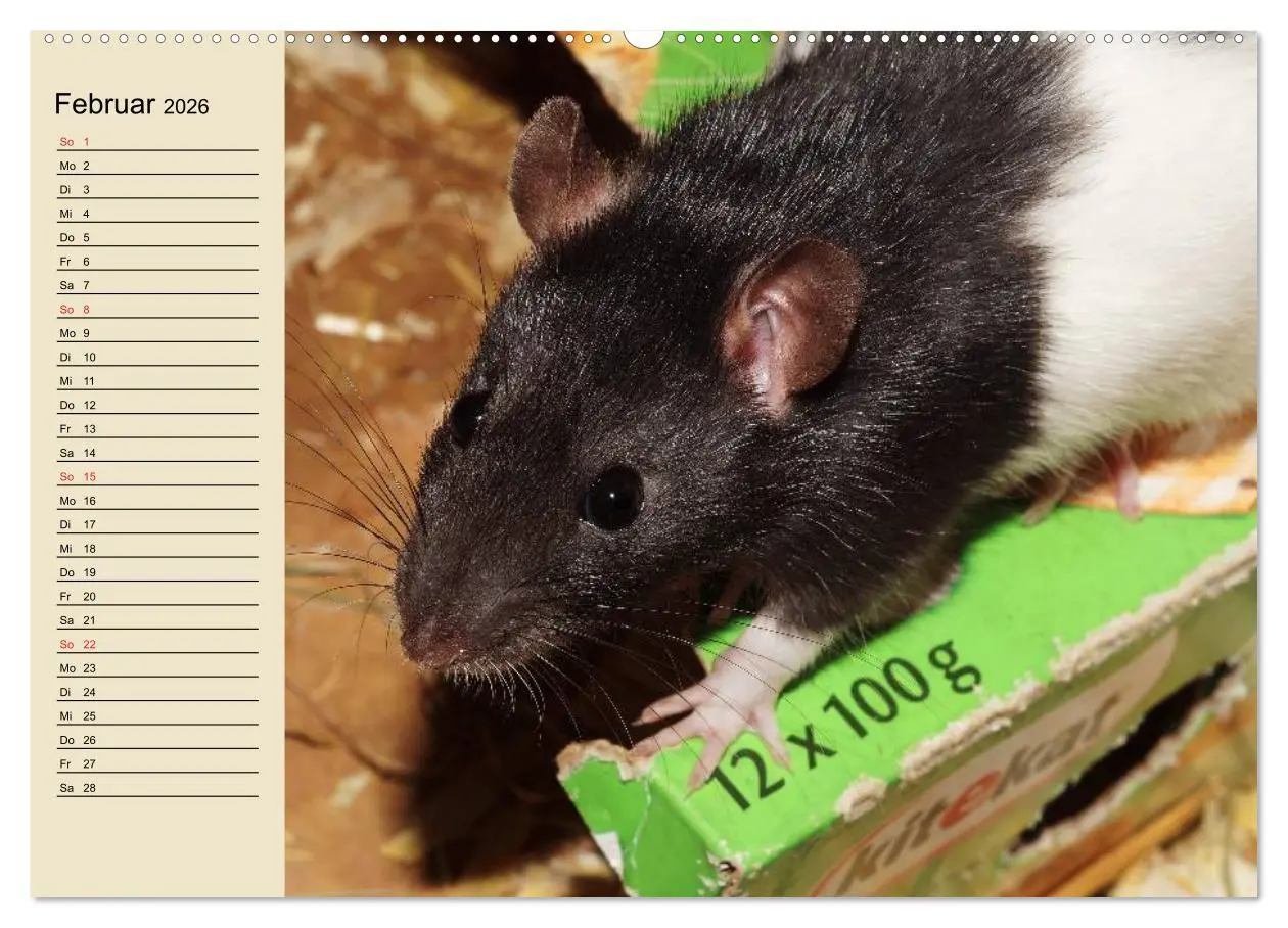 Bild: 9783457994146 | Ratten. Gelehrige Haustiere (hochwertiger Premium Wandkalender 2026...