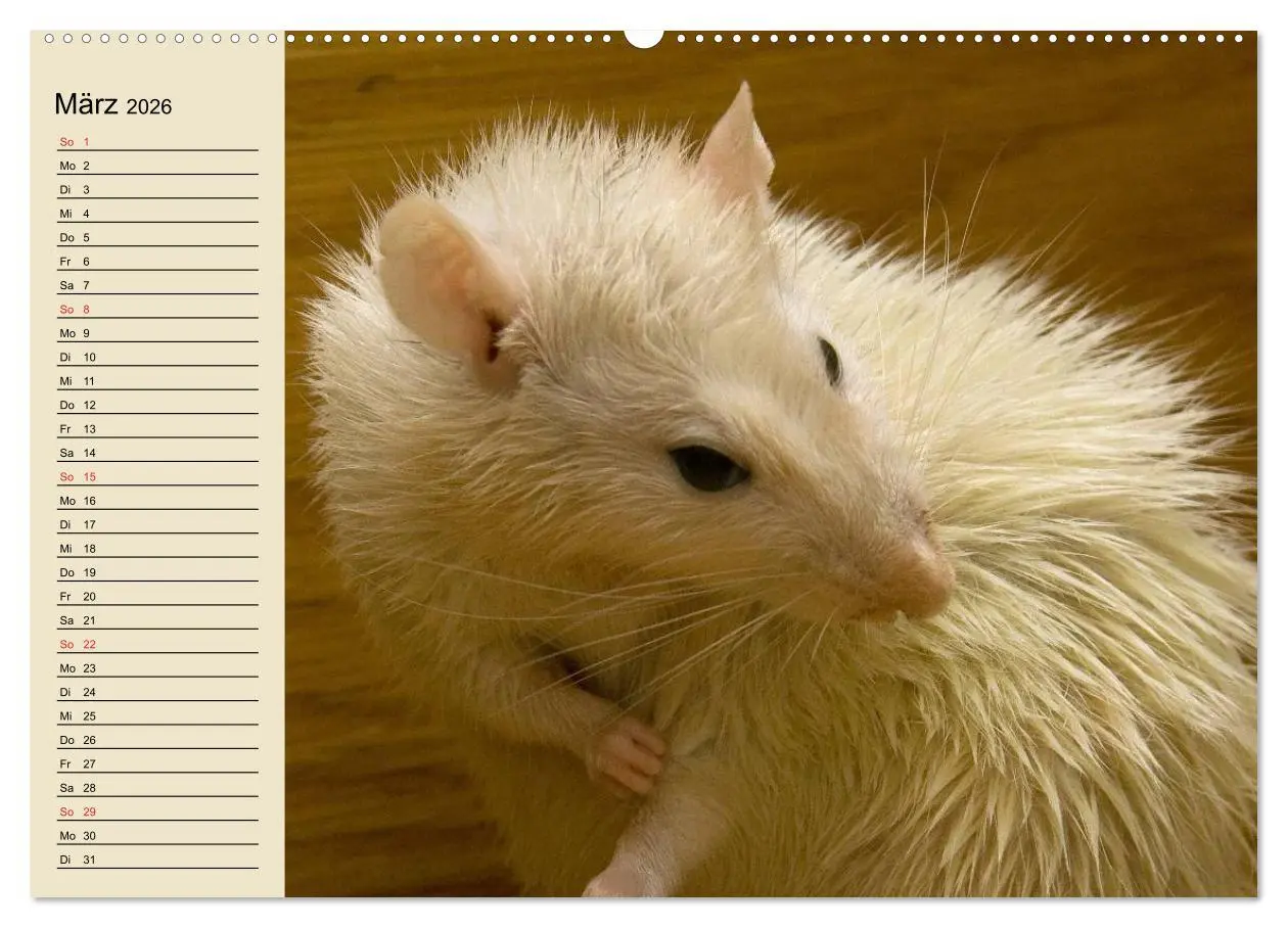 Bild: 9783457994146 | Ratten. Gelehrige Haustiere (hochwertiger Premium Wandkalender 2026...