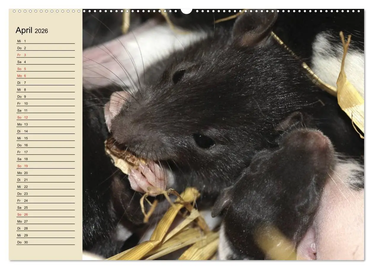 Bild: 9783457994146 | Ratten. Gelehrige Haustiere (hochwertiger Premium Wandkalender 2026...